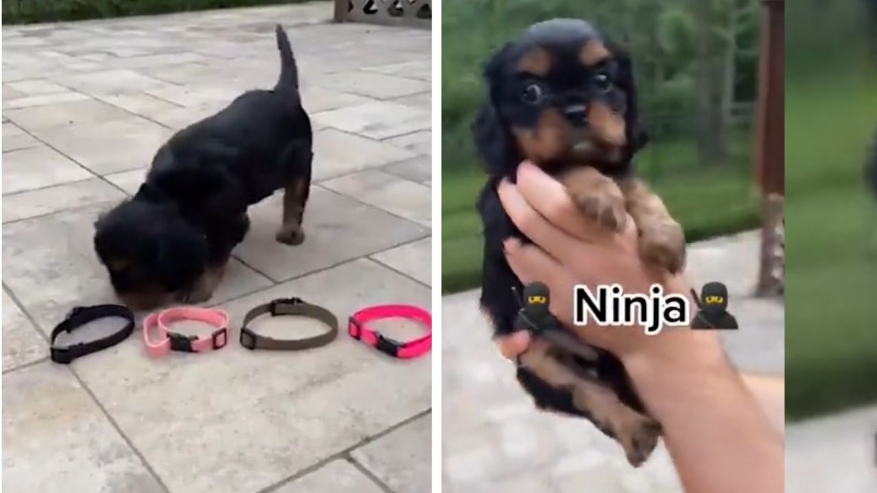 Letting the puppies choose their own collars and naming them after the colour they pick!