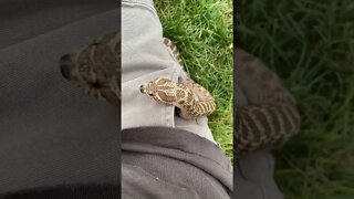 Cinder is Cute~ So Cute! (A Western Hognose Snake Short) #hognose #westernhognose #cutesnake