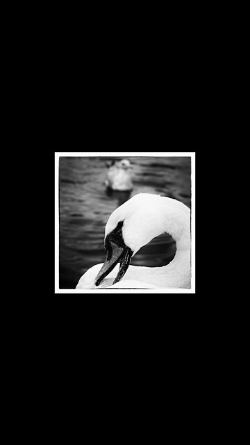 Покормил ЛЕБЕДЯ, а он УКУСИЛ 🦢😢 #Shorts