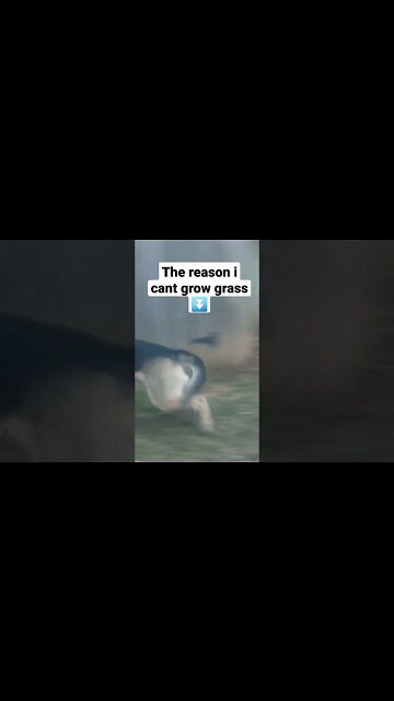 Zoomie Gonzales 24/7 #shorts