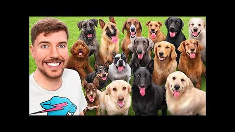 I Adopted EVERY Dog In A Dog Shelter