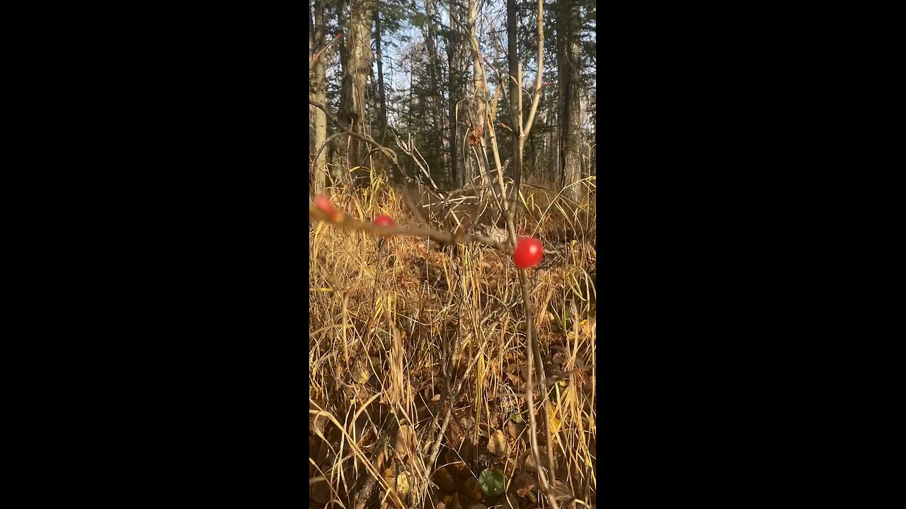 Scenic Nature Journey Alaska