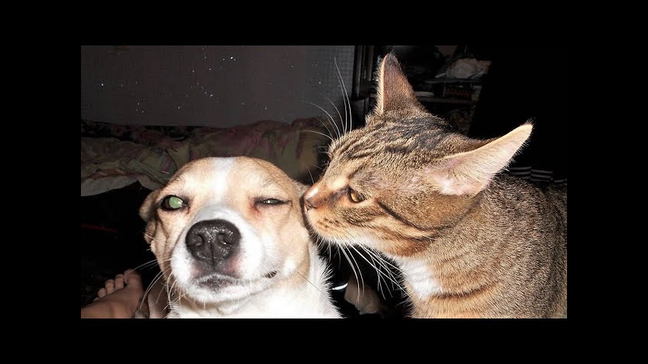 Funny animals - Funny cats dogs - Funny animal videos