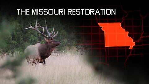 Elk Numbers in Missouri on the Rise