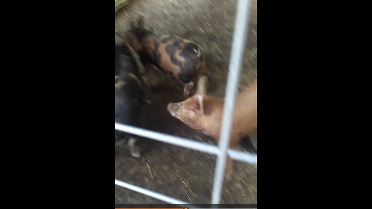 Hannah's pigs