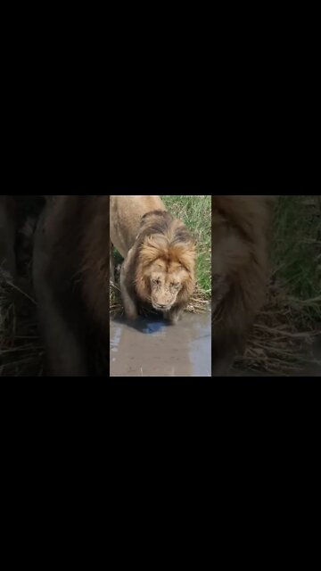 Maasai Mara Sightings Today 25/01/22 (Lions, Cheetah, Hyena, etc) | Zebra Plains | #shorts