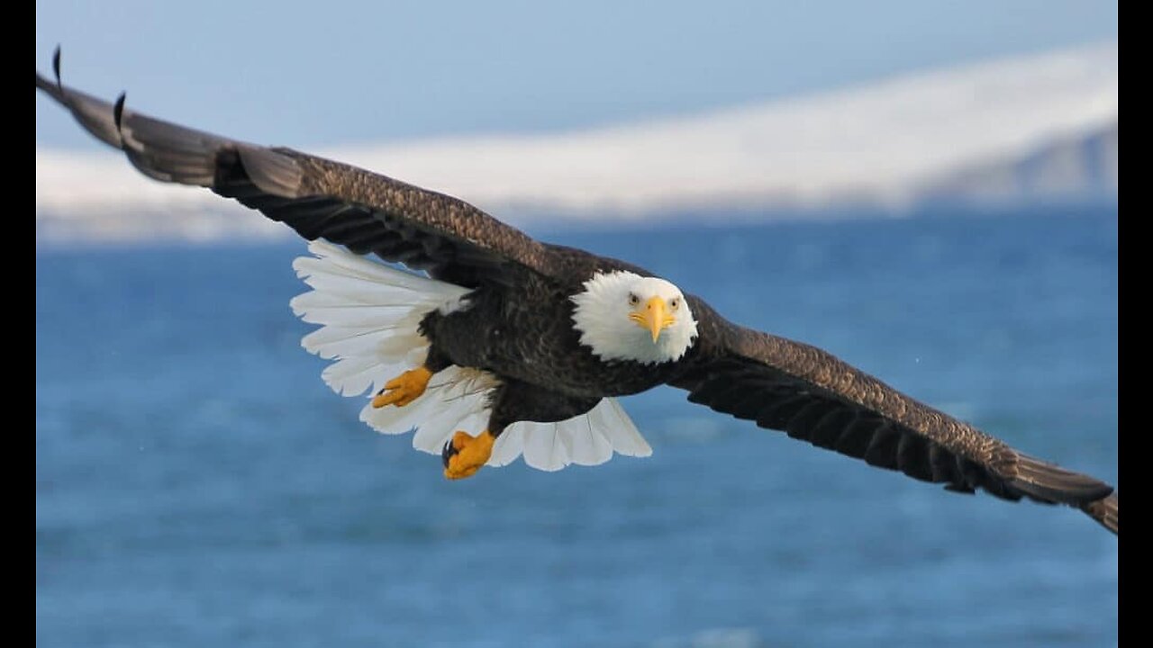 Top 10 Eagles Hunt Their Prey Without Mercy