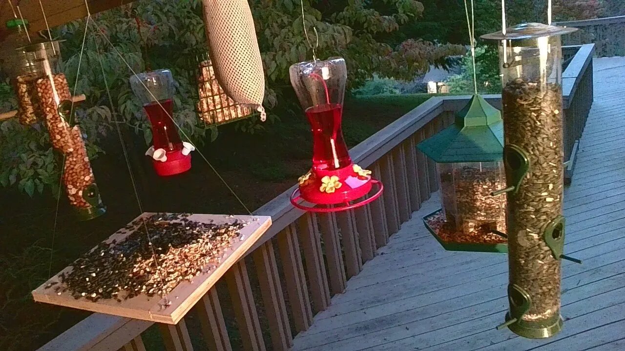 Live Sept 17 2021 Bird Feeder in Asheville NC. In the mountains