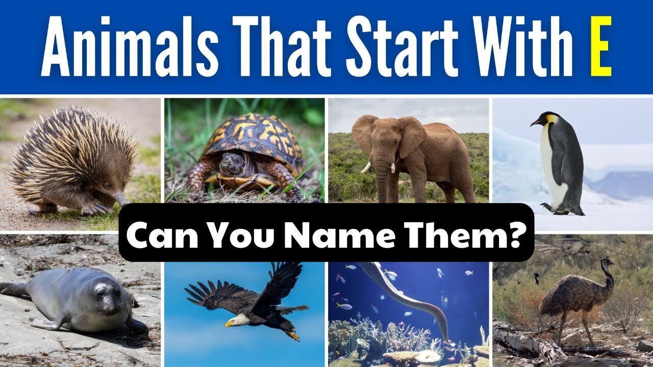 Quiz - Can You Name These Animals That Start With E?