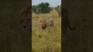 Maasai Mara Sightings Today 04/09/22 (Lions, Cheetah, etc) | Zebra Plains | #shorts