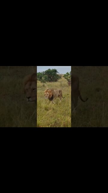 Maasai Mara Sightings Today 04/09/22 (Lions, Cheetah, etc) | Zebra Plains | #shorts