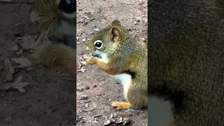 Up close with a squirrel