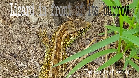 Lizard in front of its cave / beautiful reptile in nature.