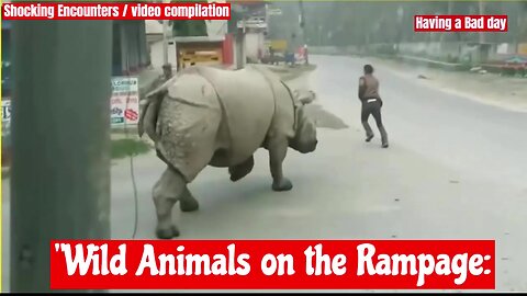 "Wild Animals on the Rampage: Shocking Encounters in Our Streets