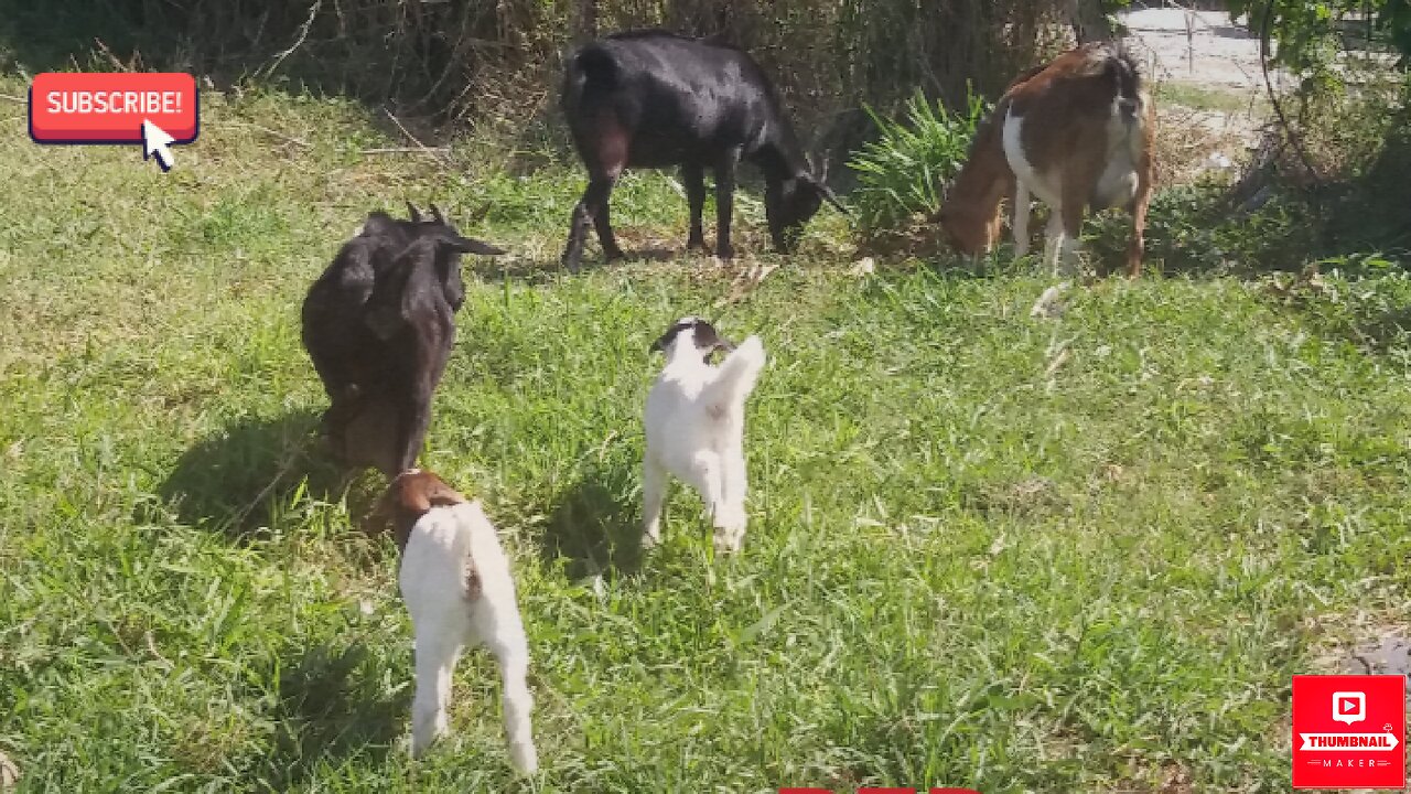 Cute baby goats