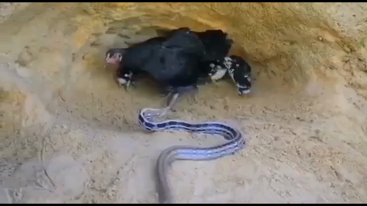 A caring hen protects her chicks