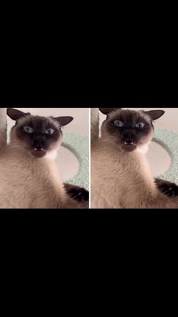 Confused Cat Makes The Most Hilarious Face