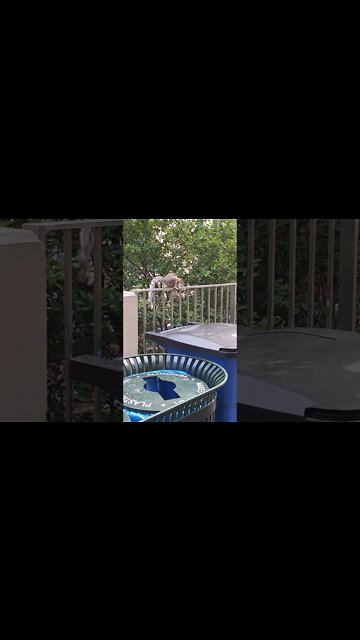 A squirrel looking at me