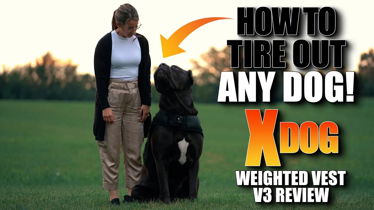 DO THIS To Tire Out ANY Dog - Xdog V3 Weighted Vest Review 🦺