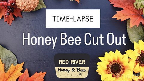 Honey Bee Cut Out