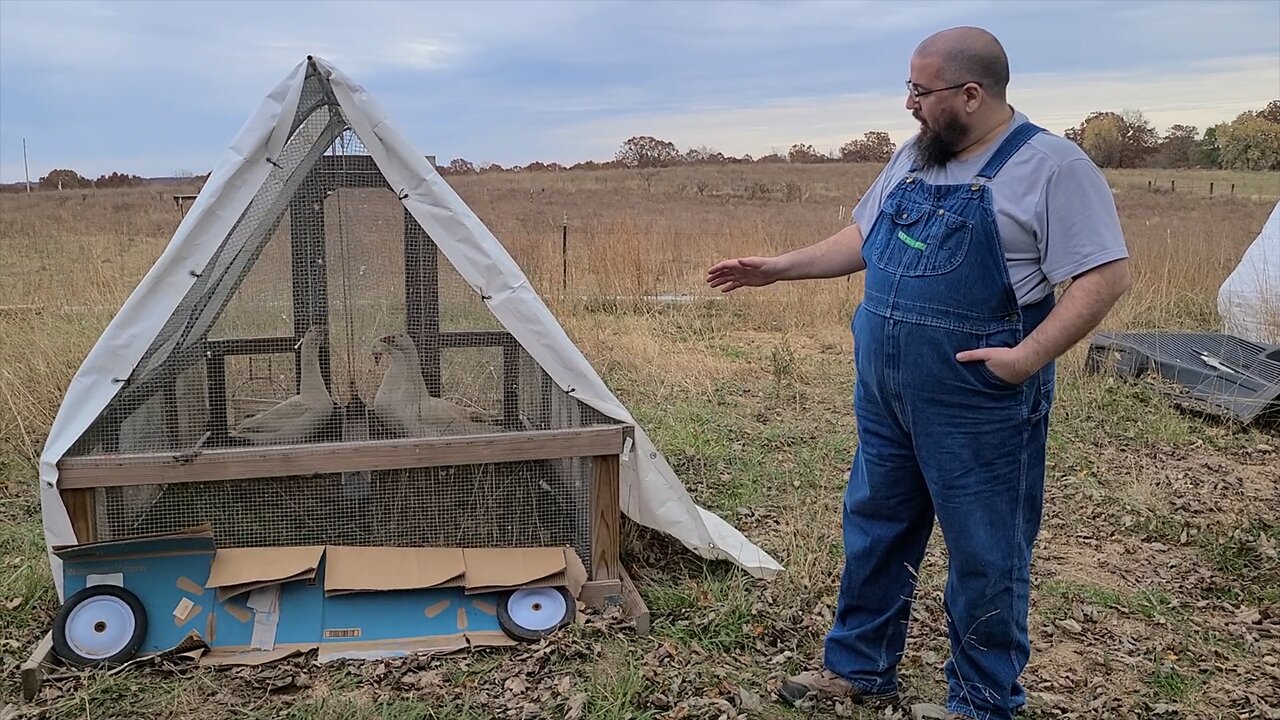 Raising Turkeys and Geese on Pasture