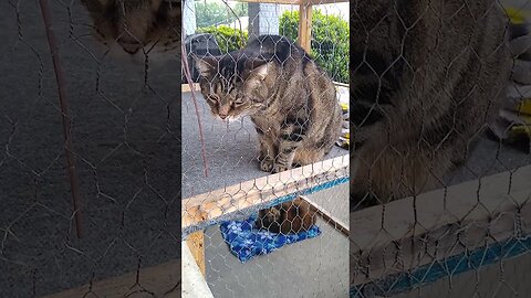 Kitty Chillin on the Catio.