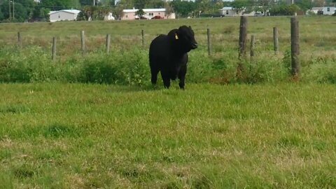 Someone was in a bad mood yesterday afternoon #cattle