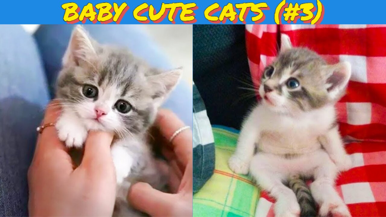 Baby Cats 😺 Cute Cat and Funny 😸 Cat Videos (#2) | Cue Cati