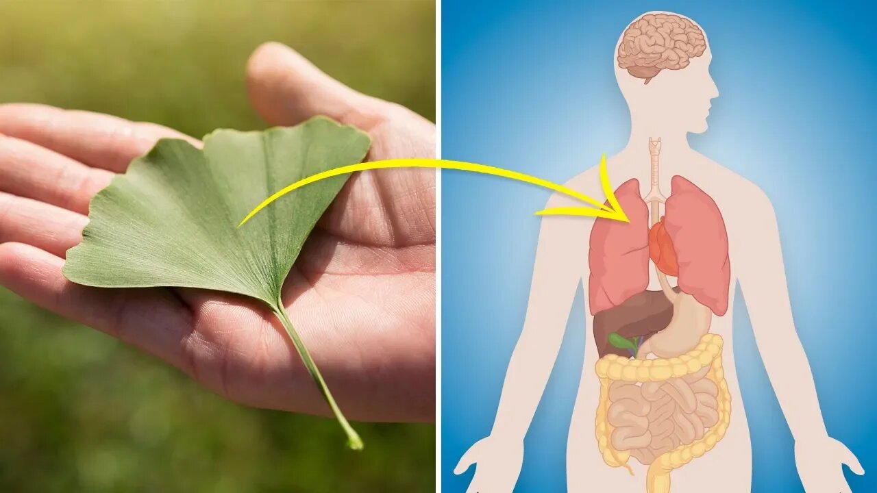 7 Proven Health Benefits of Ginkgo Biloba