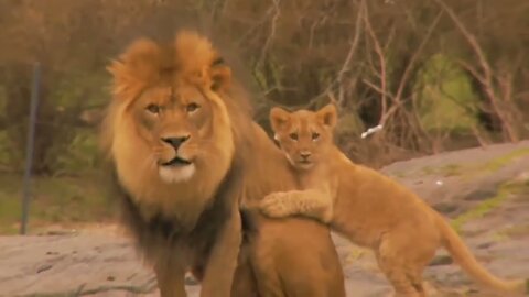 Cute. Lion Cub Playing With Father And Mother | 1