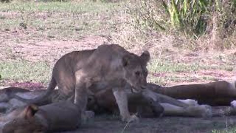 Lions Snoozing
