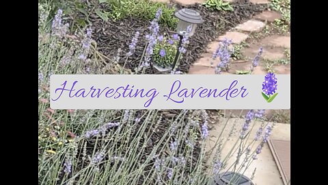 Harvesting lavender 🪻