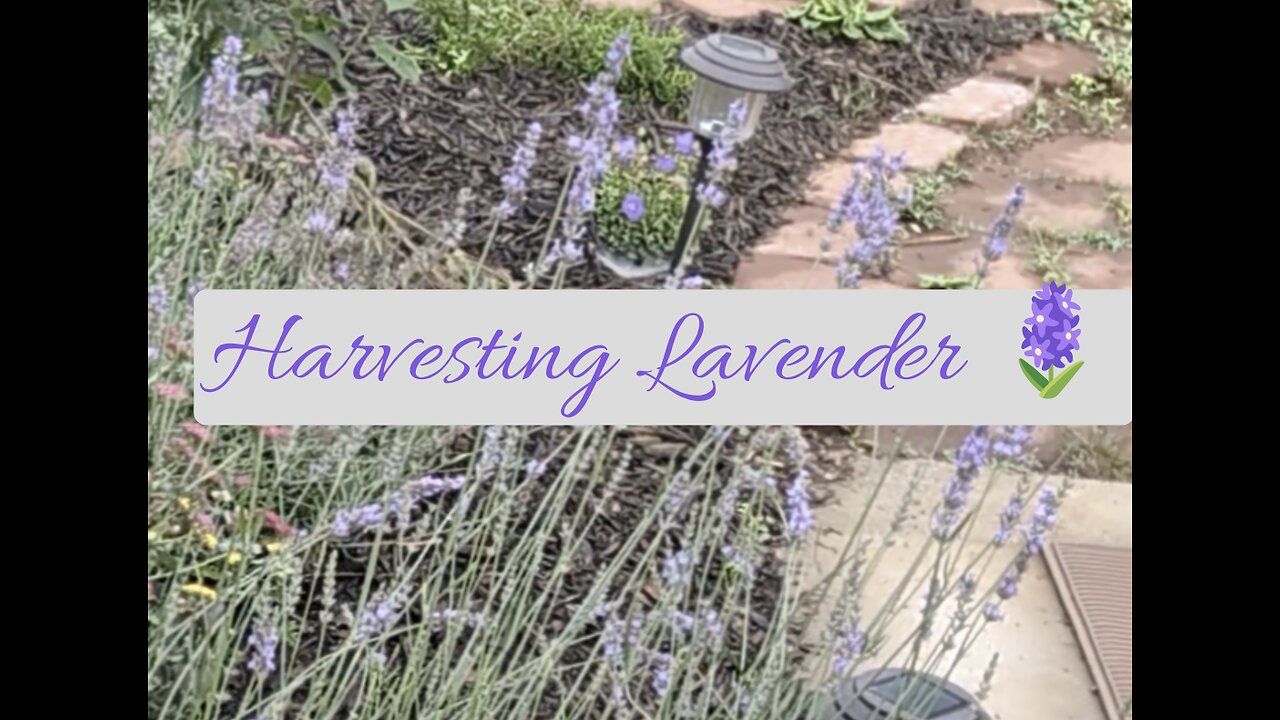 Harvesting lavender 🪻