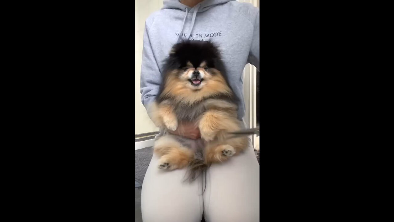 How I Have to Trim My Dogs Paws
