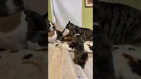 It’s always the little ones you've to worry about ..🐕🐾🐈🐶😂😂