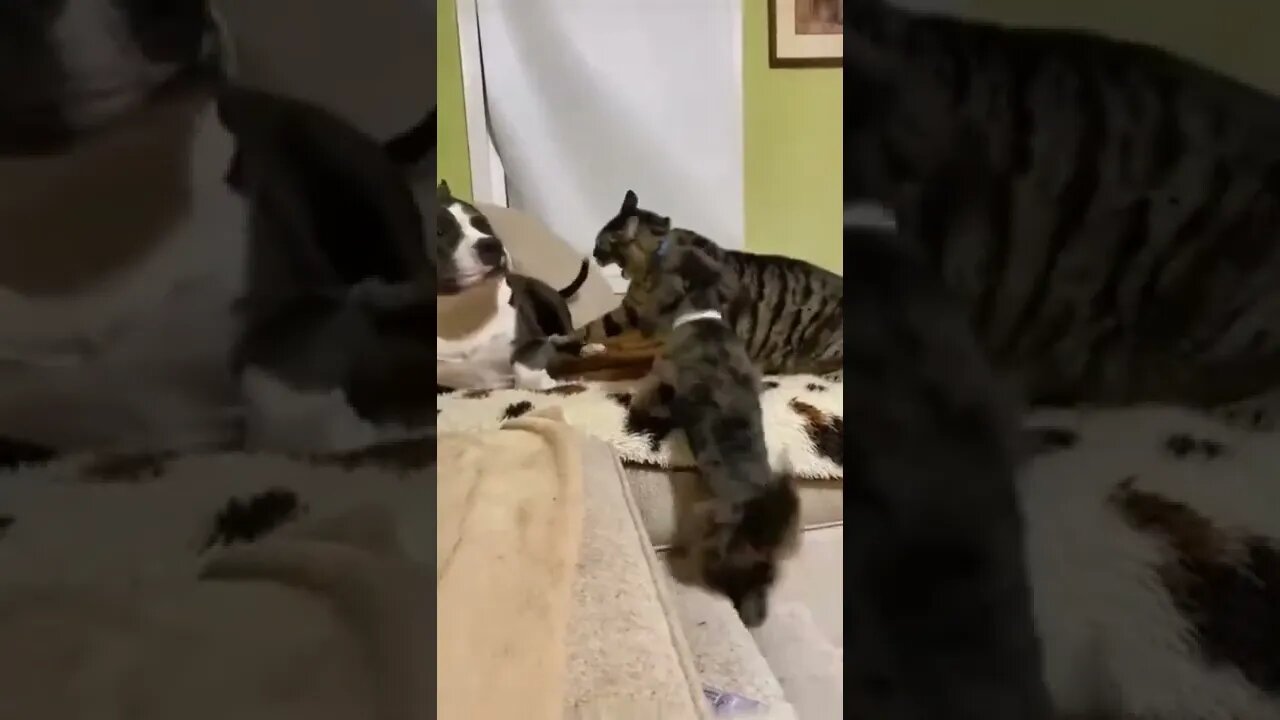 It’s always the little ones you've to worry about ..🐕🐾🐈🐶😂😂