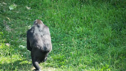 Gorilla monkeys at a safari park