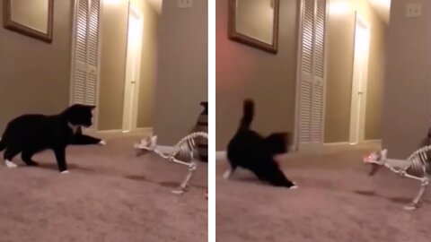 Cat Gets Scared By A Skeleton Toy