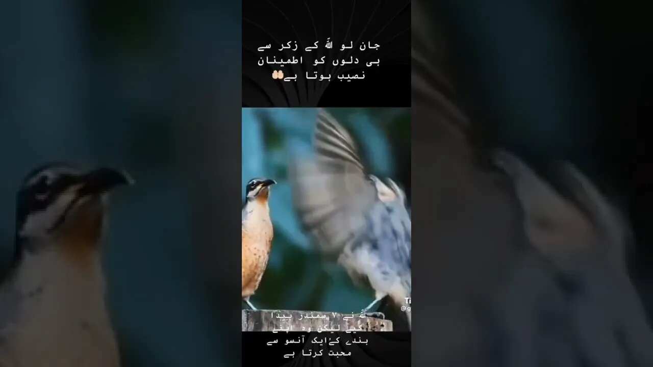 Amezing birds