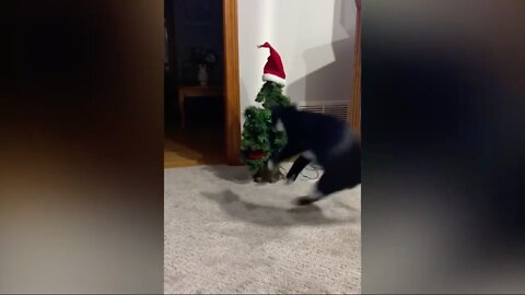 Cat Gets Horrified By A Christmas Tree