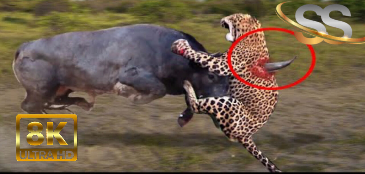 10 TIMES ANIMALS MESSED WITH THE WRONG OPPONENT