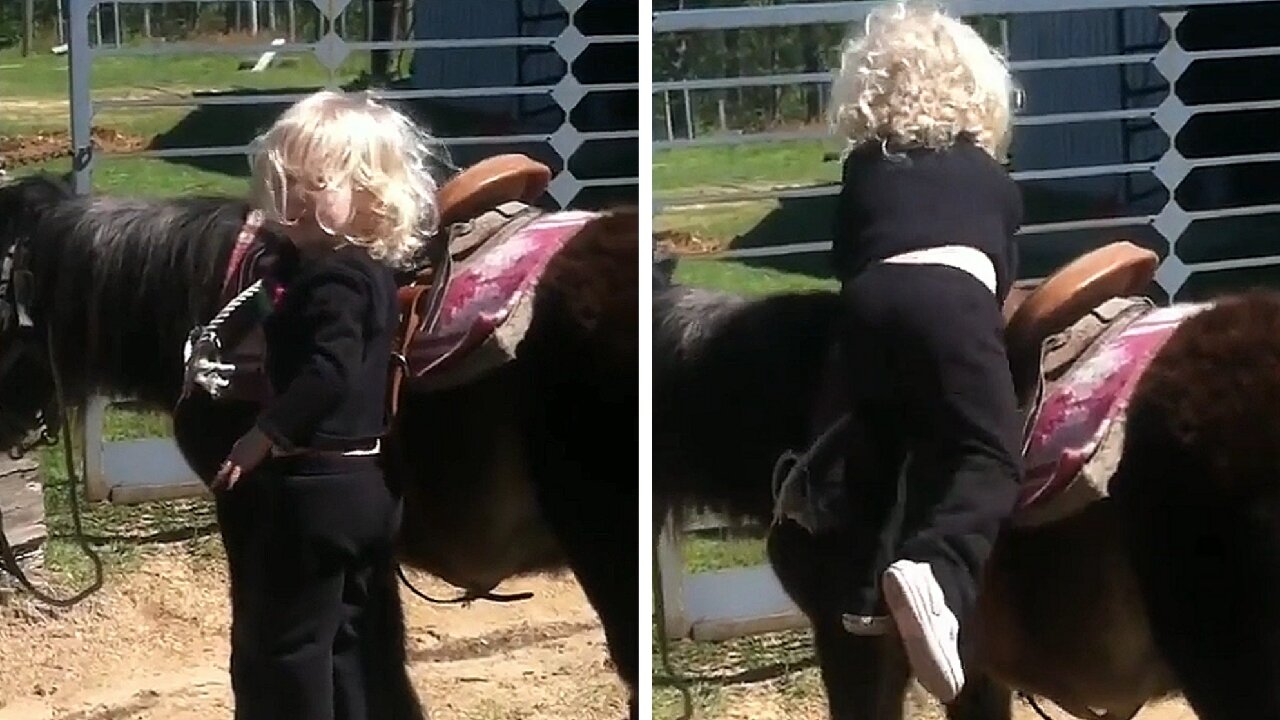 Child tries to ride in calf