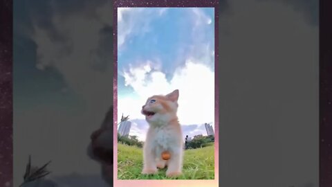 Awww so cute part 5 | Running cute kitty | Boom Bestie | #shorts #ytshorts #shorts_viral