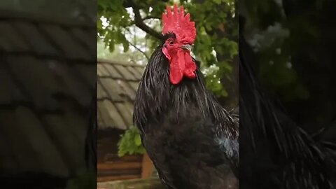 #SHORTS Coq