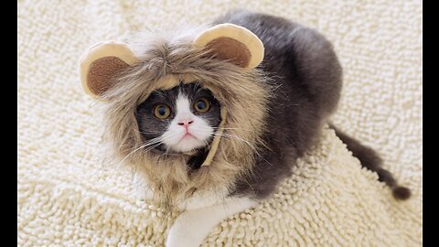 Shepherdcat