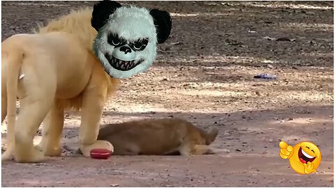 Troll Prank Dog Funny & fake Lion and Fake Tiger Prank To dog & Huge Box Prank to dog