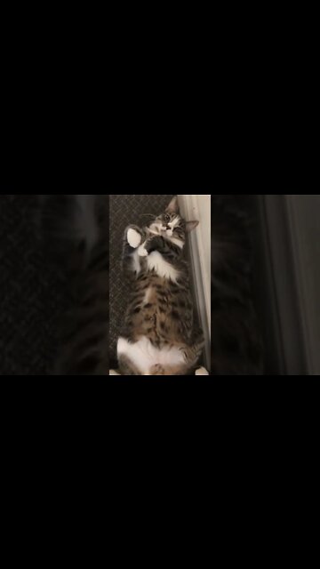 Cats are either evil or cute, no inbetween