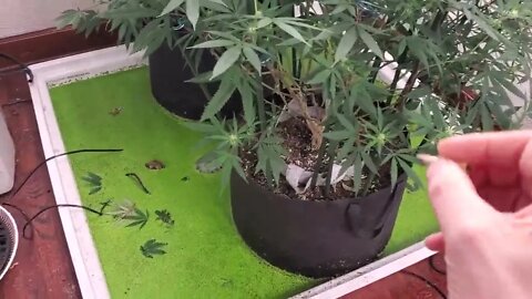 Flowering Room update 5/25/2021 Northern Lights & Sherbert Shortcake Week 2