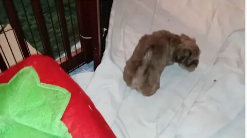 J Litter-5 Weeks Old Today(1)