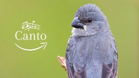 Canto da PATATIVA - Plumbeous Seedeater